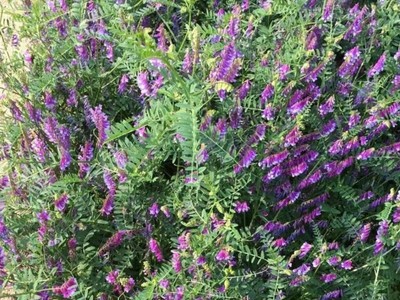 盛夏種植柳葉馬鞭草 可行性與養護要點